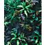 papier peint panoramique plantes tropicales vert