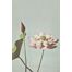 papier peint panoramique fleur de lotus vieux rose