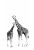 papier peint panoramique girafes noir et blanc