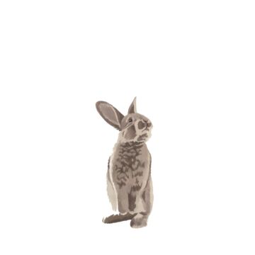 papier peint panoramique lapin marron