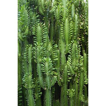 papier peint panoramique cactus tropicales vert jungle tropicale
